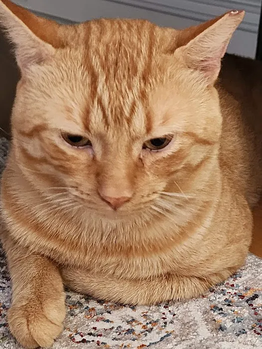 Twin Oaks Veterinary Hospital 12