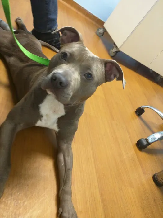 Teaneck Animal Clinic and Spa 12