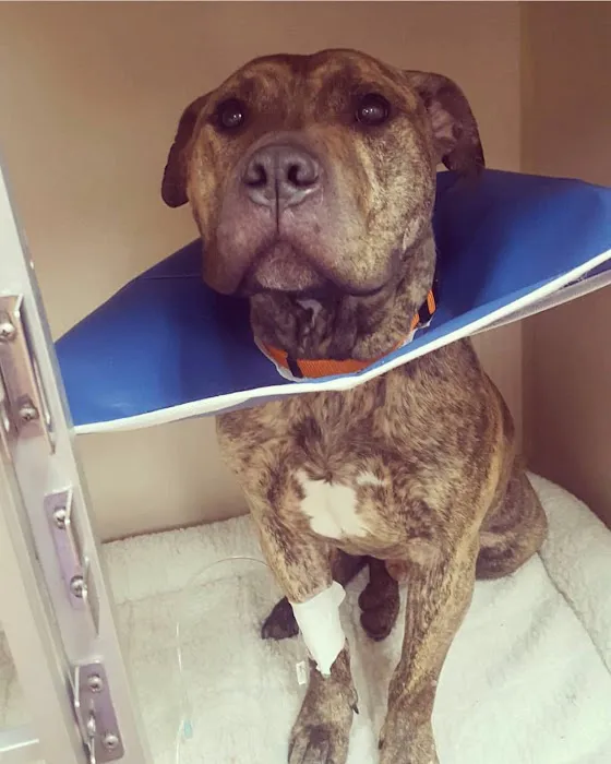 Teaneck Animal Clinic and Spa 12