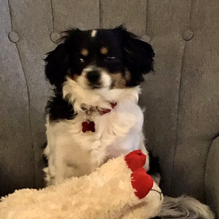 Bernardsville Animal Hospital 12