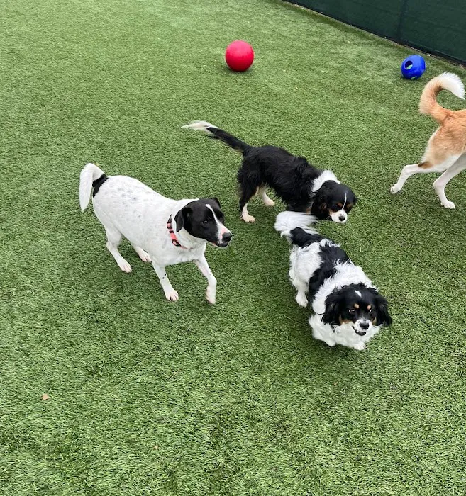 Bernardsville Animal Hospital 12