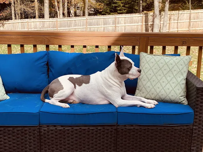 Bernardsville Animal Hospital 12