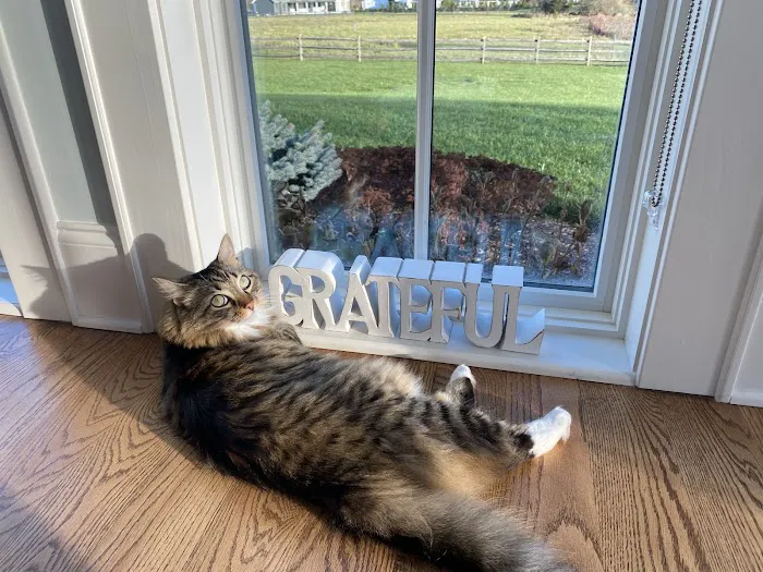 Bernardsville Animal Hospital 12