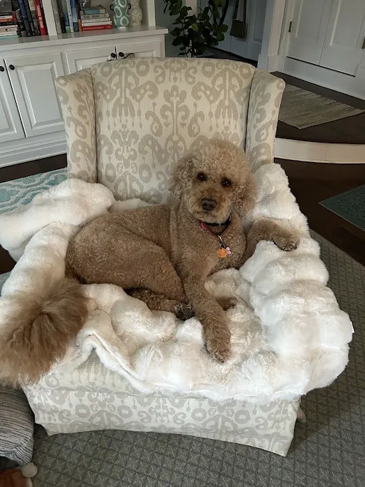 Bernardsville Animal Hospital 12