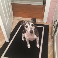 Black River Veterinary Hospital ico