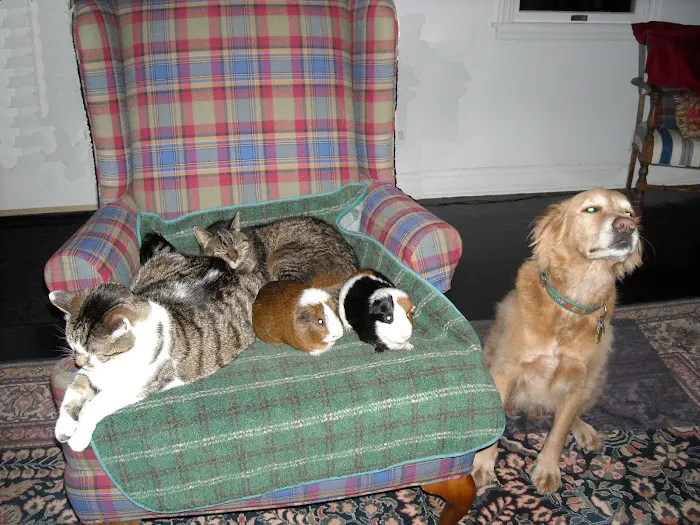 Chester Animal Hospital 12