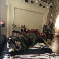 Chester Animal Hospital ico