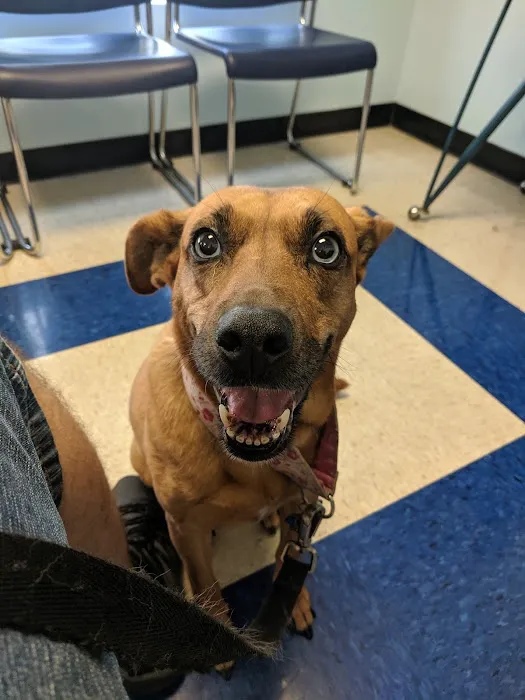 Westfield Animal Hospital 12