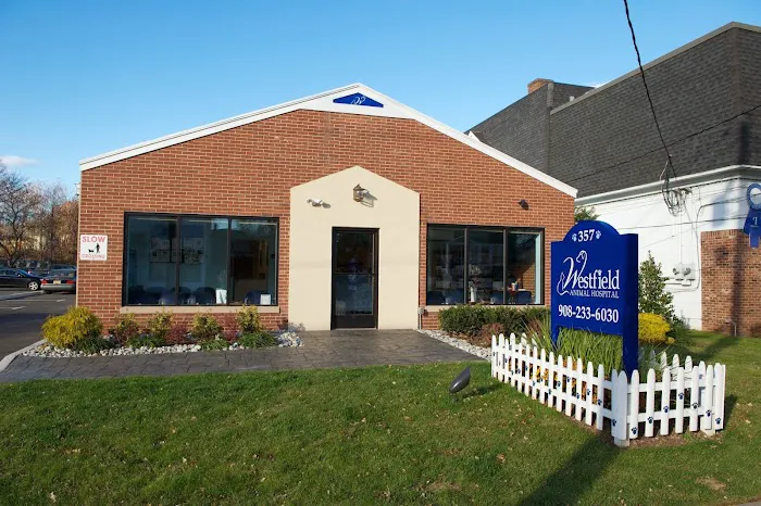 Westfield Animal Hospital 12