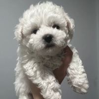 Cranford Animal Hospital ico