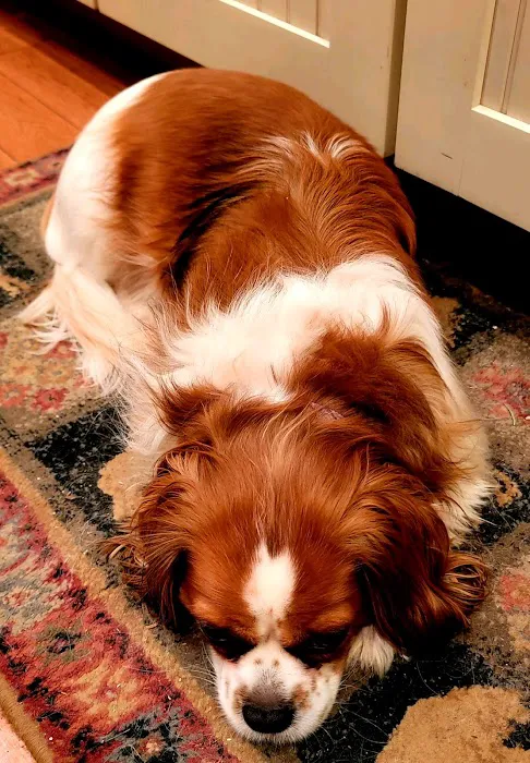 Cranford Animal Hospital 12
