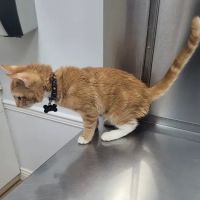 Boulevard Veterinary Clinic ico