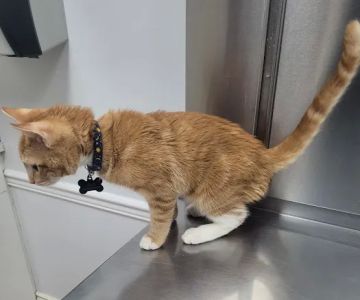 Boulevard Veterinary Clinic