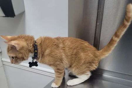 Boulevard Veterinary Clinic