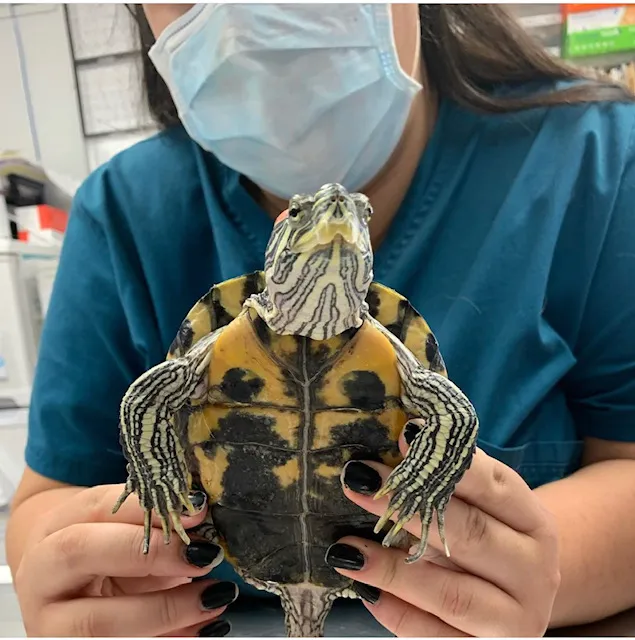 Boulevard Veterinary Clinic 7