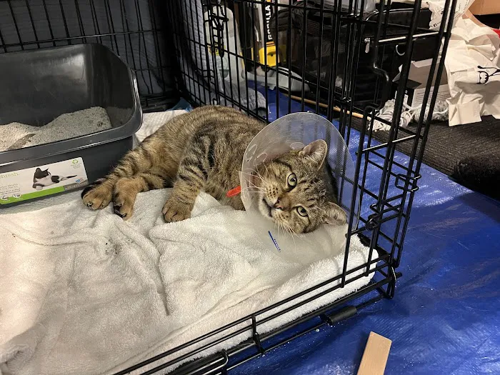 Kenilworth Animal Hospital 12