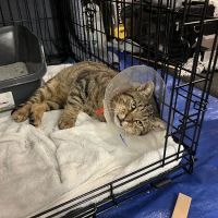 Kenilworth Animal Hospital ico