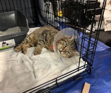 Kenilworth Animal Hospital