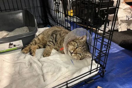 Kenilworth Animal Hospital