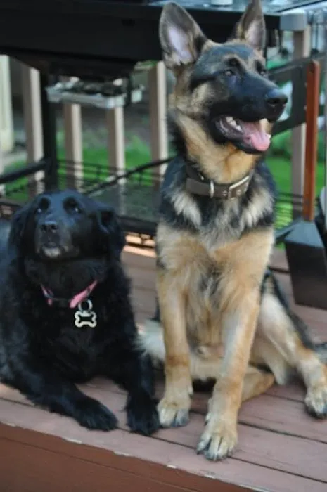 Lexington Animal Hospital 4