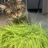 Lexington Animal Hospital ico