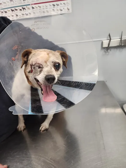 Lexington Animal Hospital 8