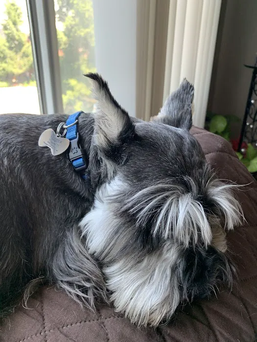 Village Animal Clinic, LLC 12
