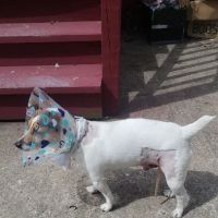 Village Animal Clinic, LLC ico