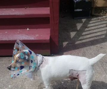 Village Animal Clinic, LLC