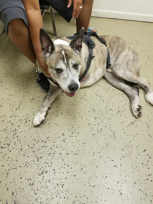 Village Animal Clinic, LLC 12