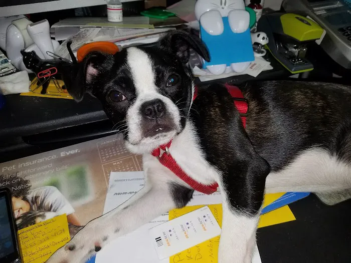 Village Animal Clinic, LLC 12