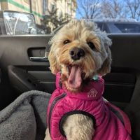 Park Veterinary Group ico