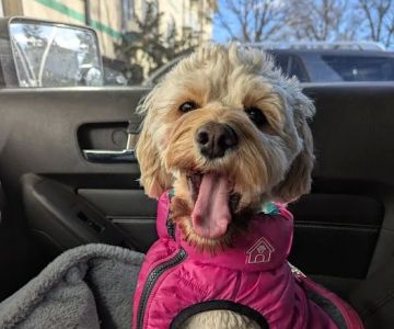 Park Veterinary Group