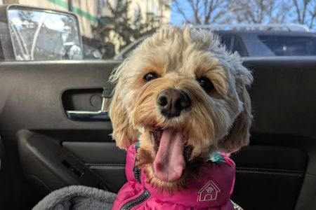 Park Veterinary Group