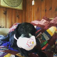 Andover Animal Hospital ico