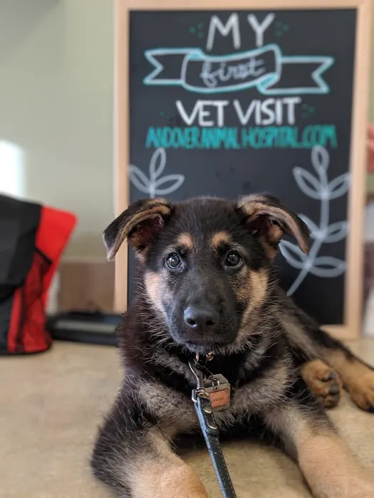 Andover Animal Hospital 7