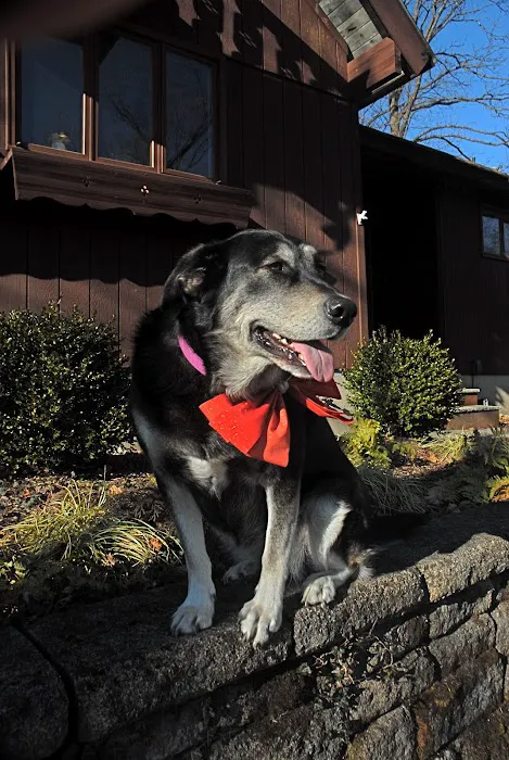 Andover Animal Hospital 4