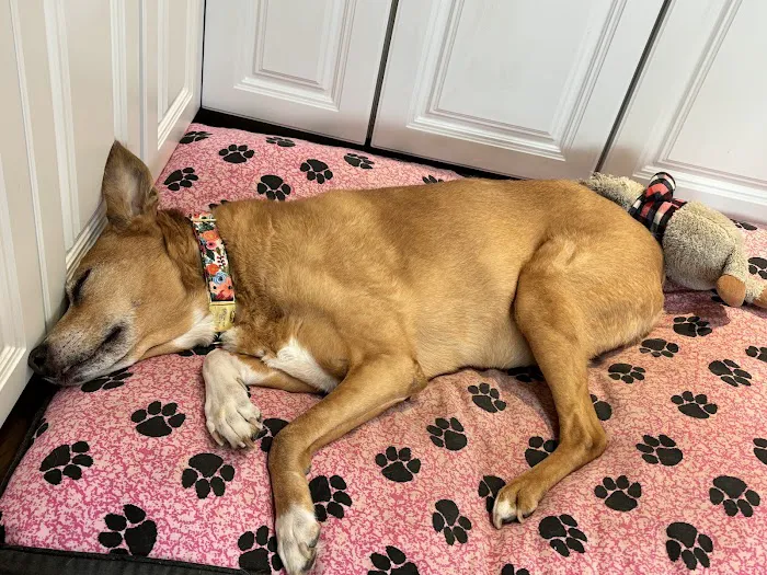 Animal Hospital of Sussex County 7