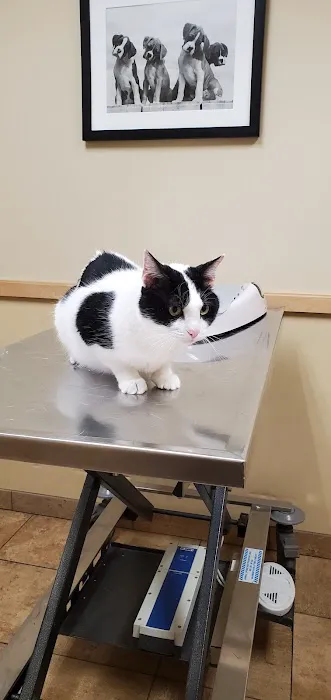 Animal Hospital of Sussex County 3