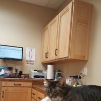 Animal Hospital of Sussex County ico