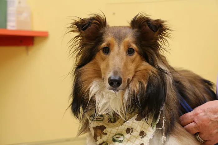 Tranquility Veterinary Clinic 4