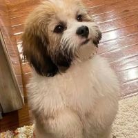 Tranquility Veterinary Clinic ico