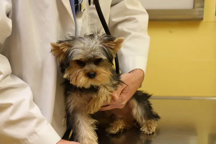 Tranquility Veterinary Clinic 5