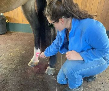 Mountain Pointe Equine Vet Services