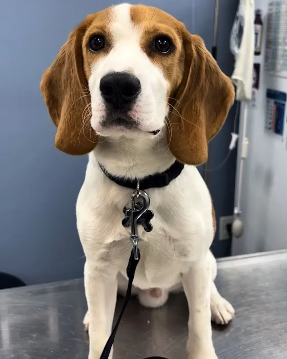 Budd Lake Animal Hospital 12