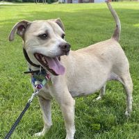 Hackettstown Animal Hospital ico