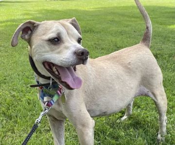 Hackettstown Animal Hospital