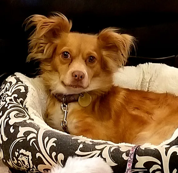 Hackettstown Animal Hospital 12