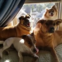 VIP Animal Hospital ico