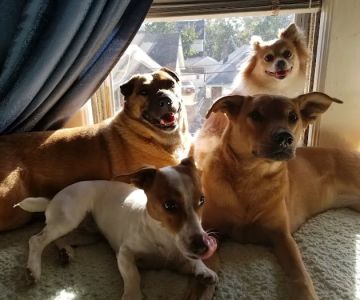 VIP Animal Hospital